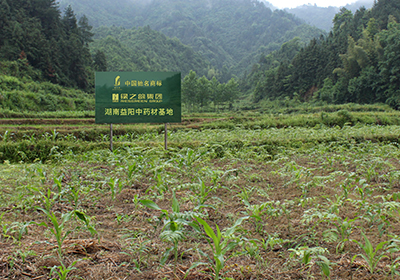 绿之韵湖(hú)南益阳中药材种植生产基地